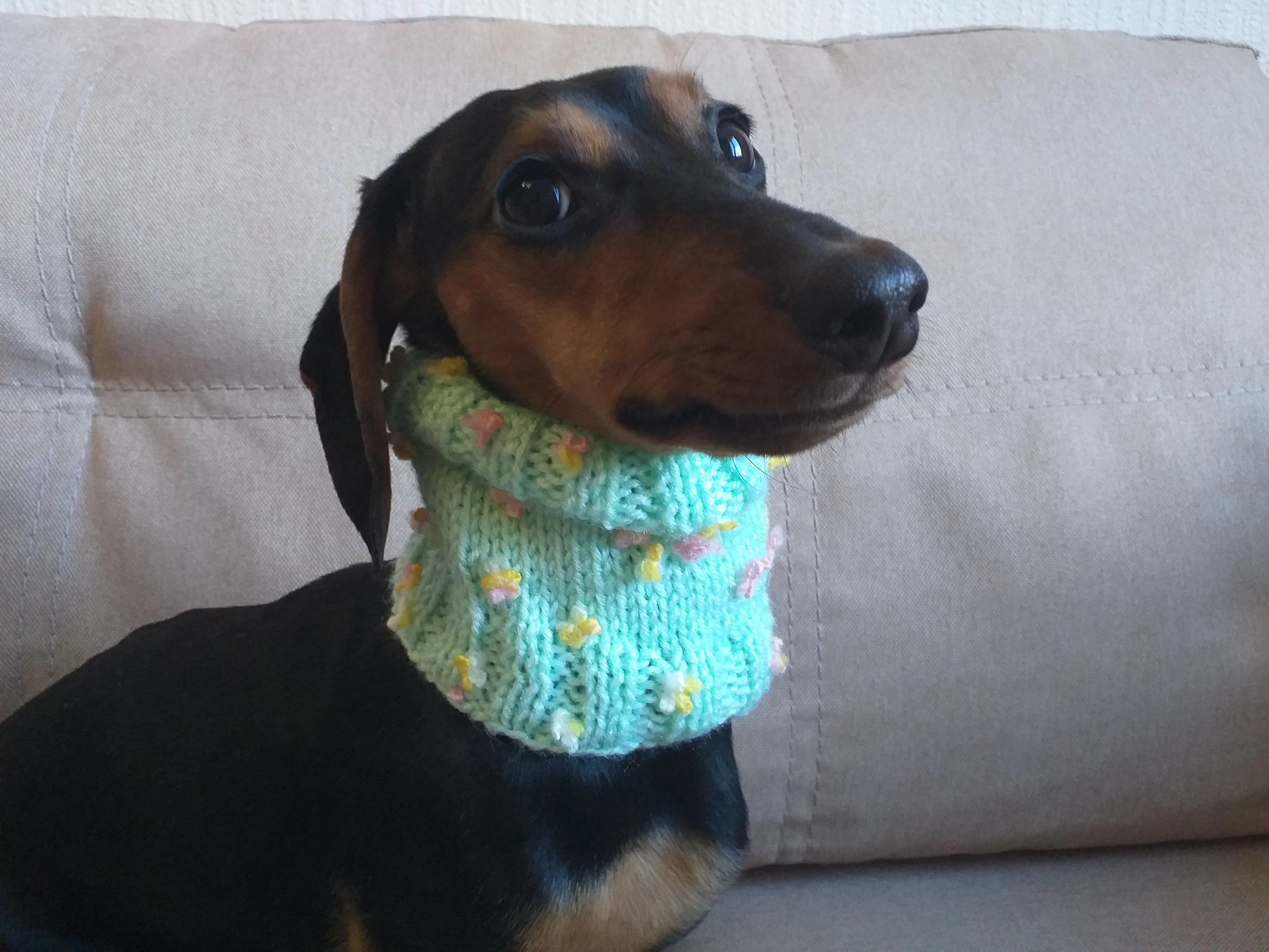 Wool scarf snood for dog, scarf snood for small dogs, snood for dachshund, scarf for dachshun